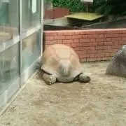 りむ