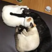 しゅな