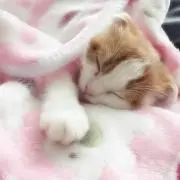 こころ