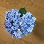 nayuka366の画像