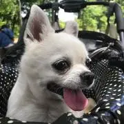 tokyobebe