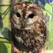 はっぷるの画像