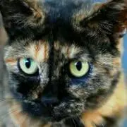 さびねこの画像