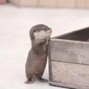 りょじる