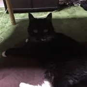 アッキーの画像
