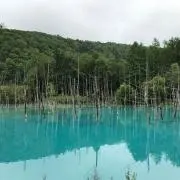 ピノの画像