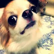 ペコちゃん。