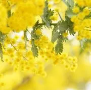 みもの画像