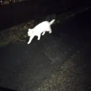 あかさたなの画像