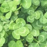 おかめの画像