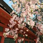 桜の画像