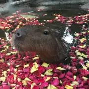 まる子の画像