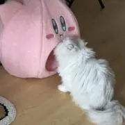 メルの画像