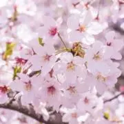 さくらの画像
