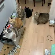 K.A.S.S.A.Nの画像