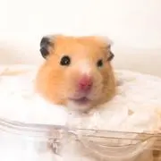 さきたんぽの画像