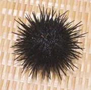 ケバブ⭐︎引越し関係で8/16まで出品中の画像