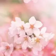 2Ru〇❥値下げ交渉不可。返信しませんの画像