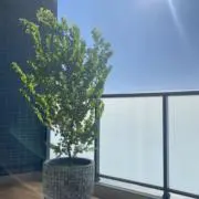 スシュン❁⃘24時間以内発送の画像