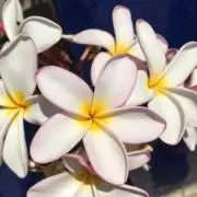 ウリの画像