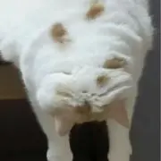 やっこの画像