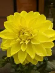 Ｍ