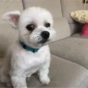 もろちゃん