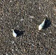 だんだんごの画像