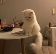 たんふるの画像