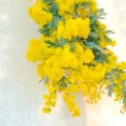 ハイナ♪の画像