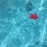 cocoの画像