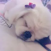 まい