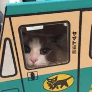 はるちゃん5353の画像