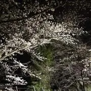 しちょ