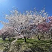 こたつ☆★の画像