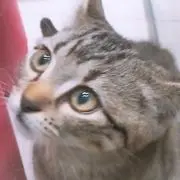 あゆの画像