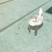 さくら