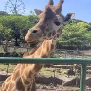 merukaの画像