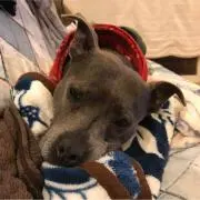 笑う犬