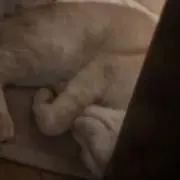 Rの画像