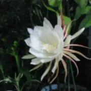 マーツー