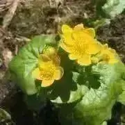 山のことり