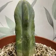 りゅうぽこの画像