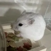 もんの画像