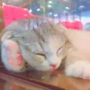 ゆきの画像
