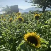 HIMAの画像