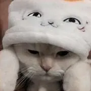 katsuの画像