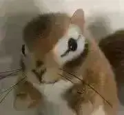 mikoの画像