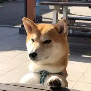 かいどん