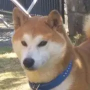 あけね